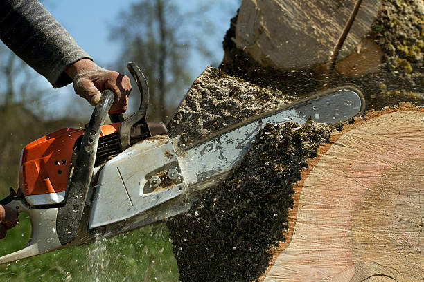 The Steps Involved in Our Tree Care Process in Mount Shasta, CA